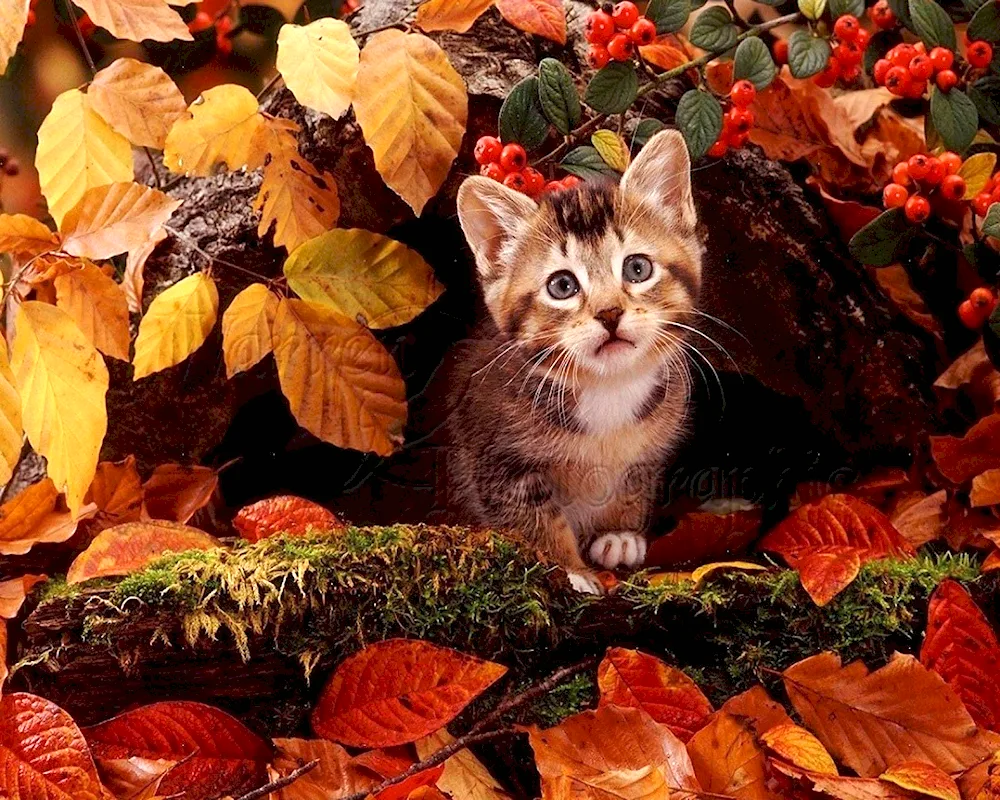 Evening autumn hello