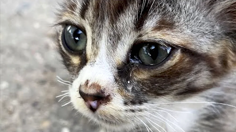 Cat Crying