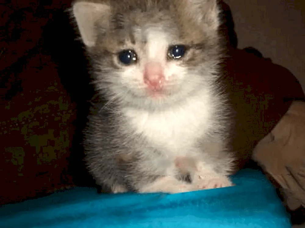 Cat Crying