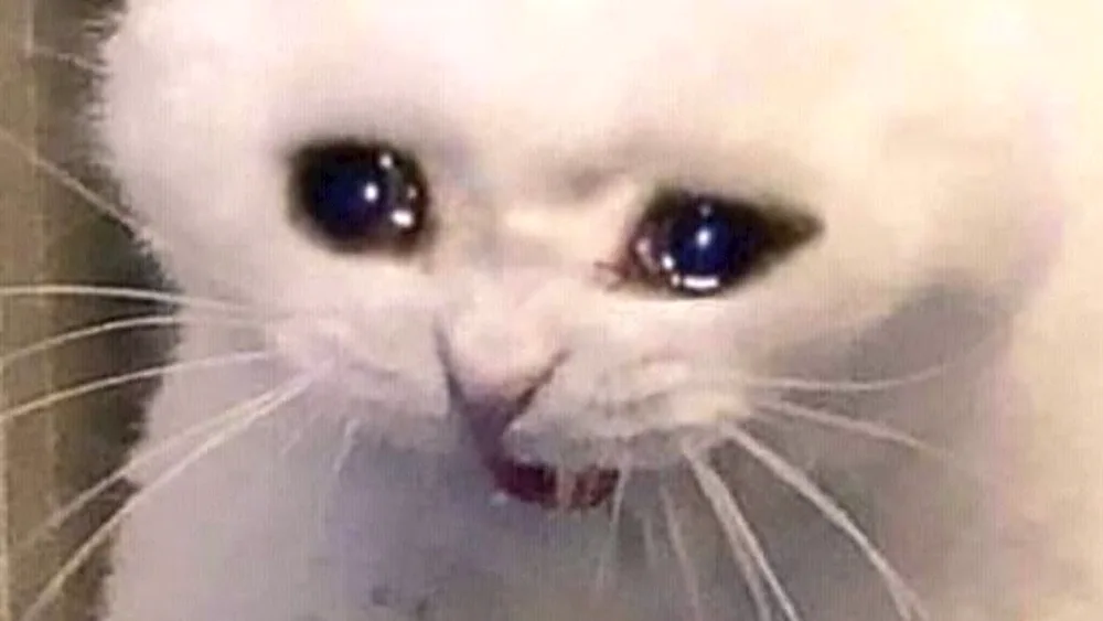 Cat Crying