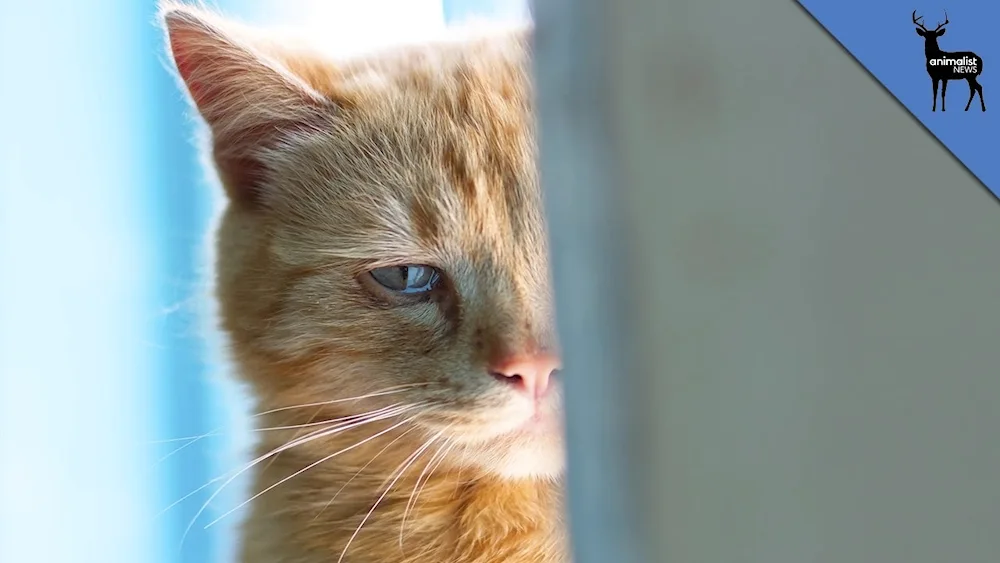 Cat Crying