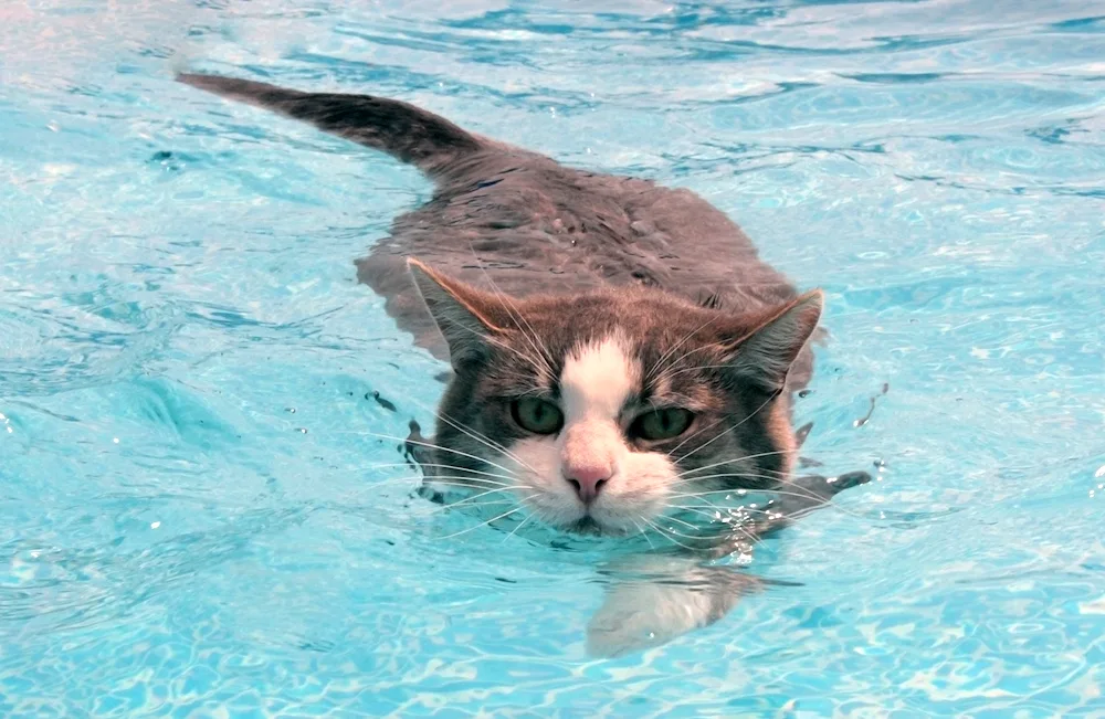 Cat bathing