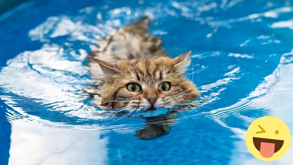 Kitten swimming