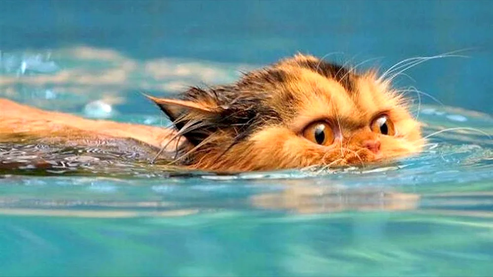 Cat swimming