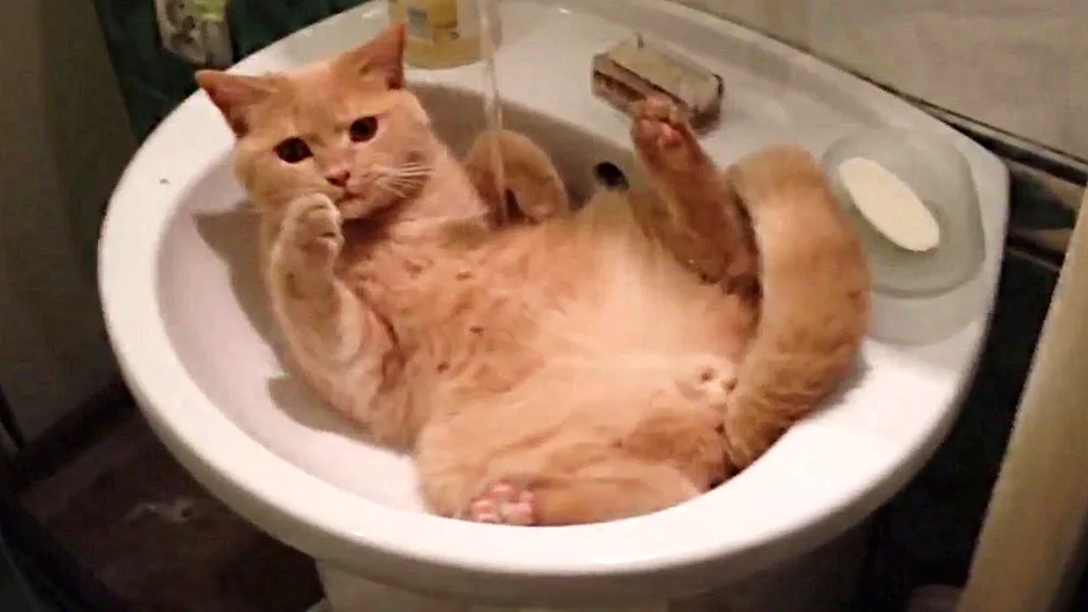 Funny cats to tears