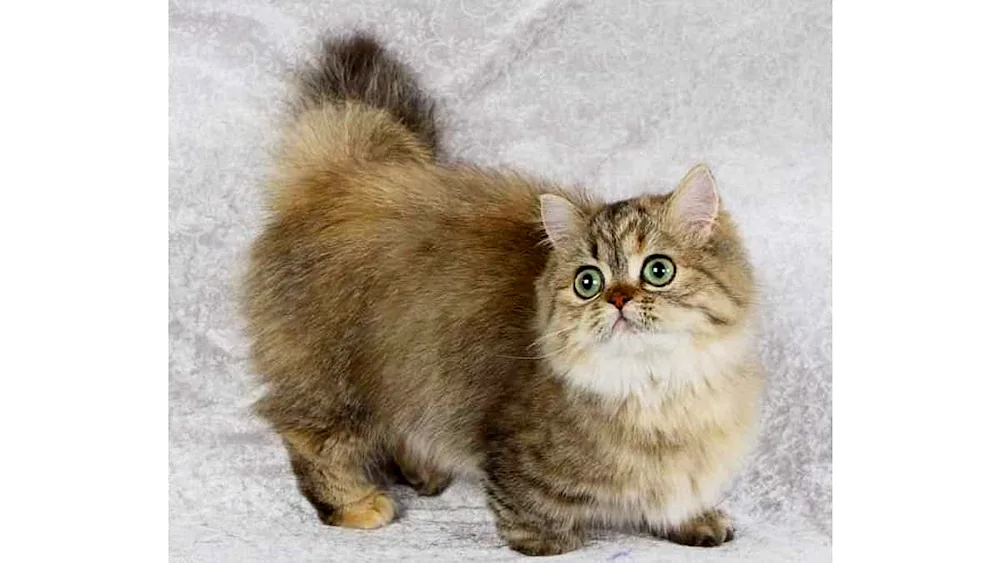 Munchkin cat cat breed