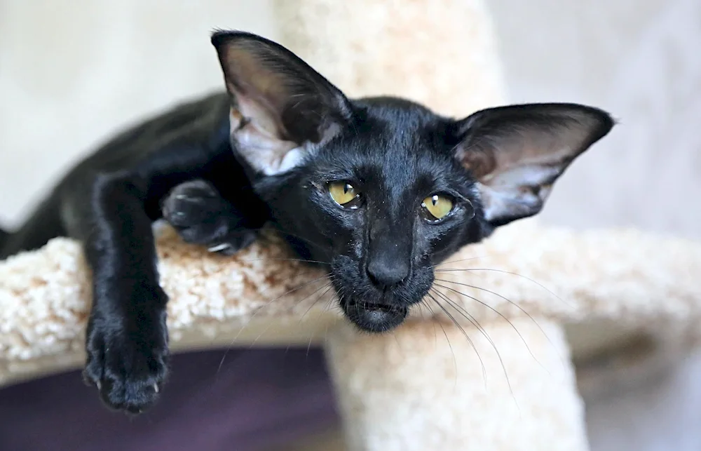 Black Oriental cat