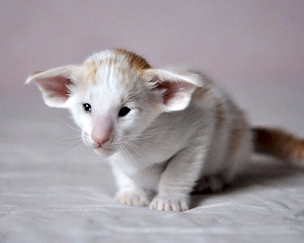 Devon Rex white