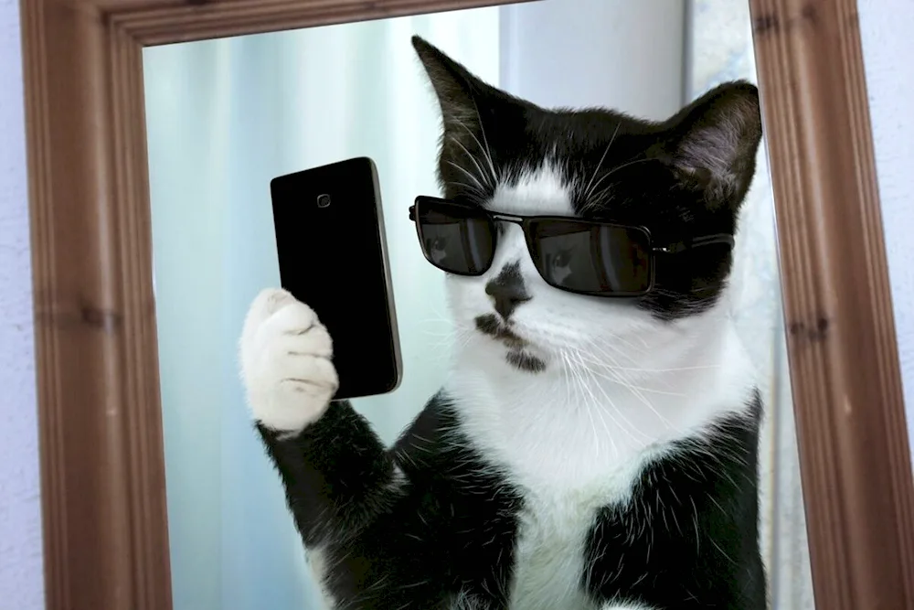 Cat with an iPhone