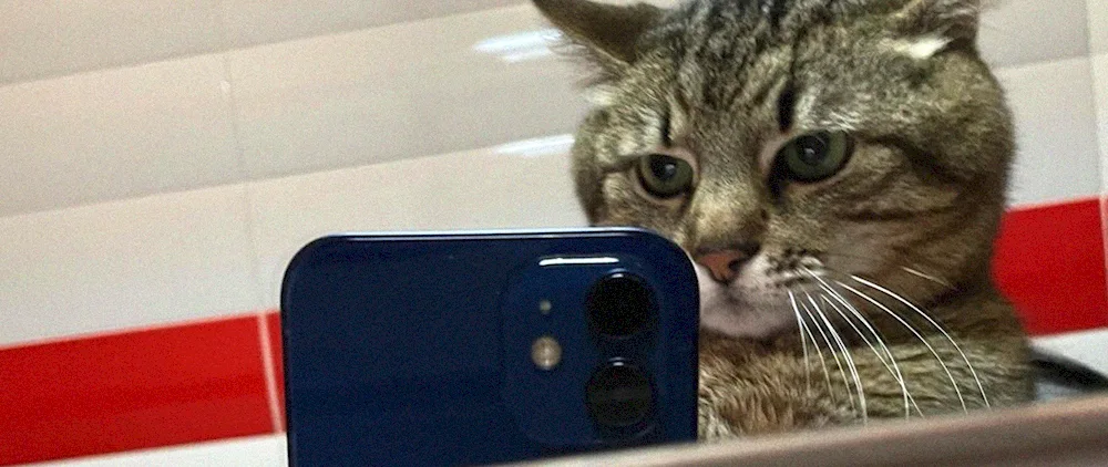 Cat with an iPhone