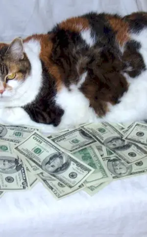 Money cat