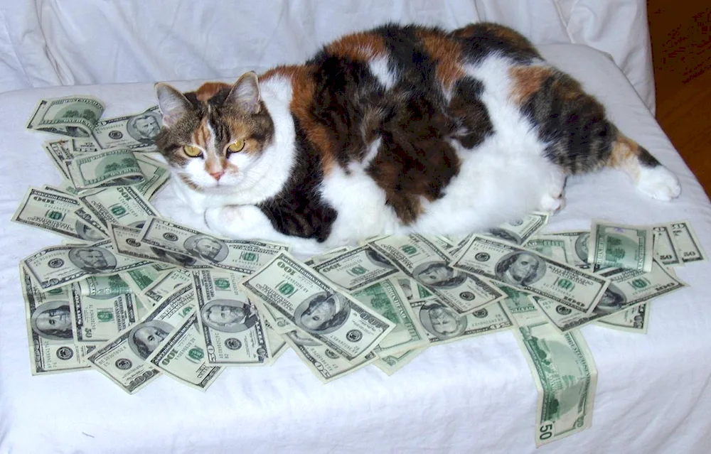 Money cat
