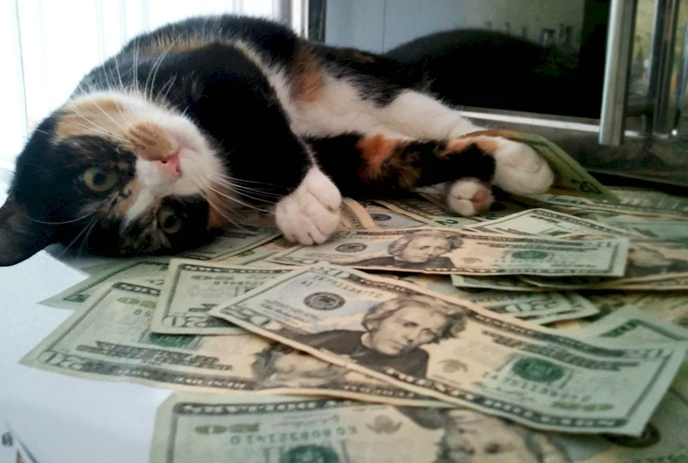 Money cat