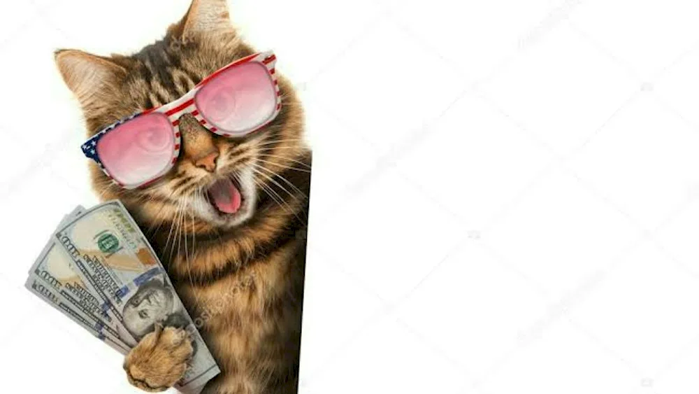 Money cat