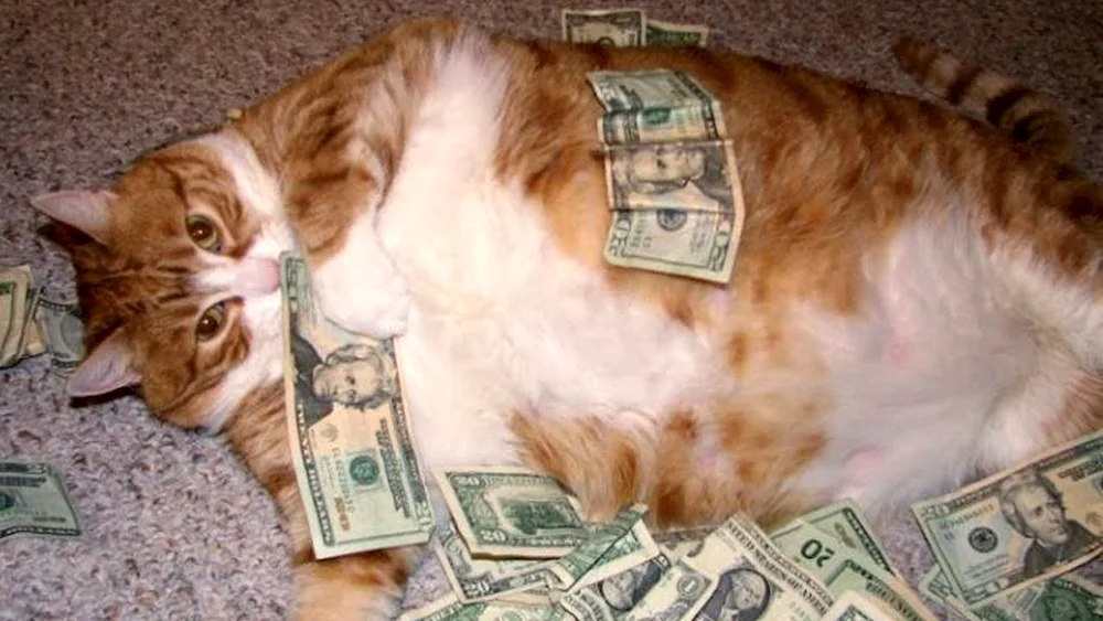 Business cat