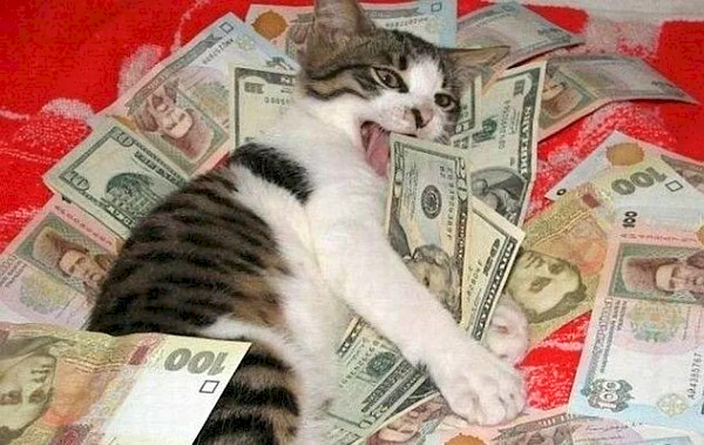 Money cat painting on numbers