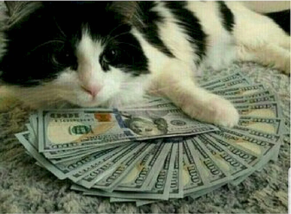 Money cat