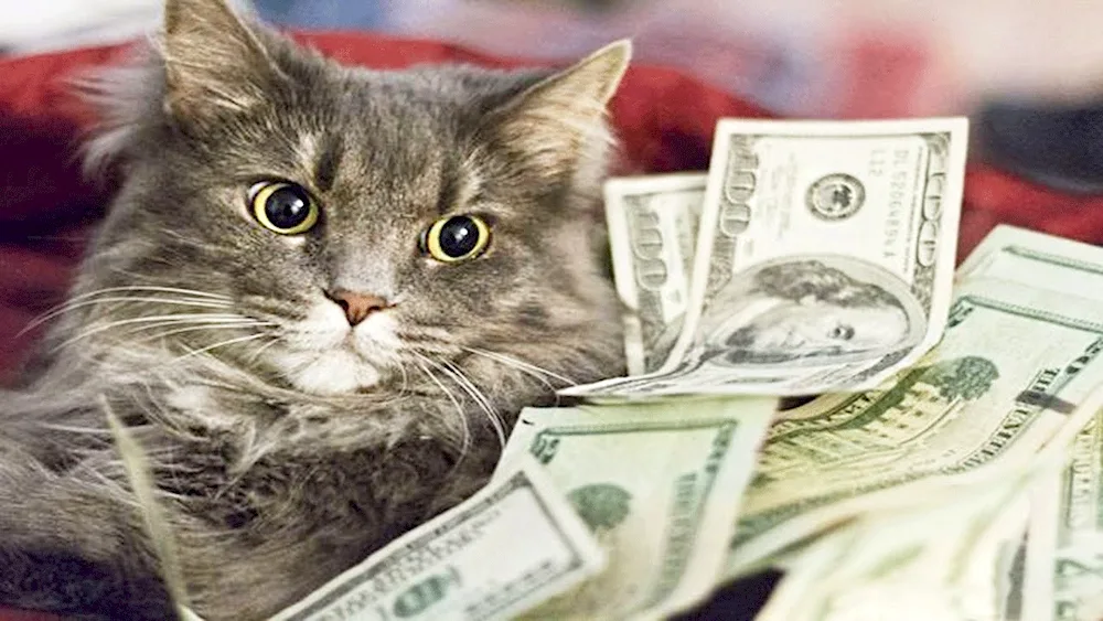 Money cat