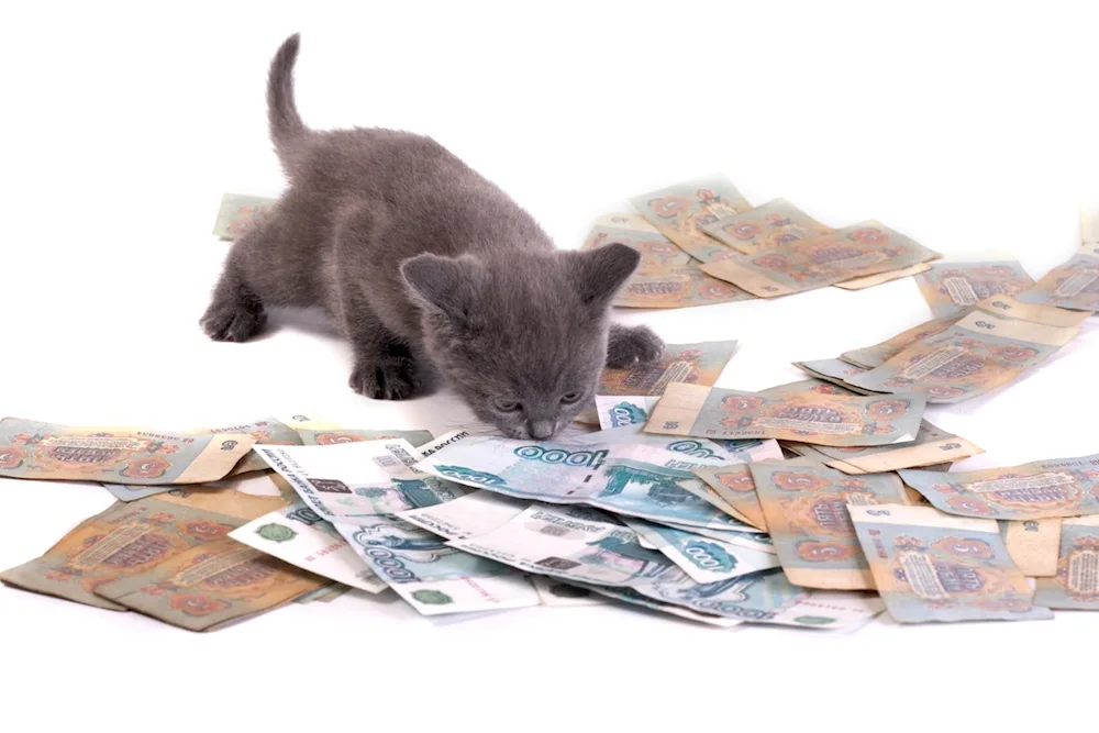 Money cat