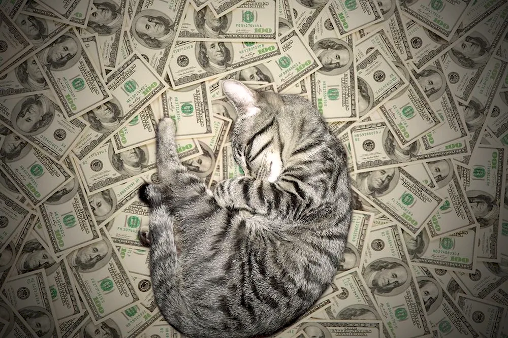 Money cat