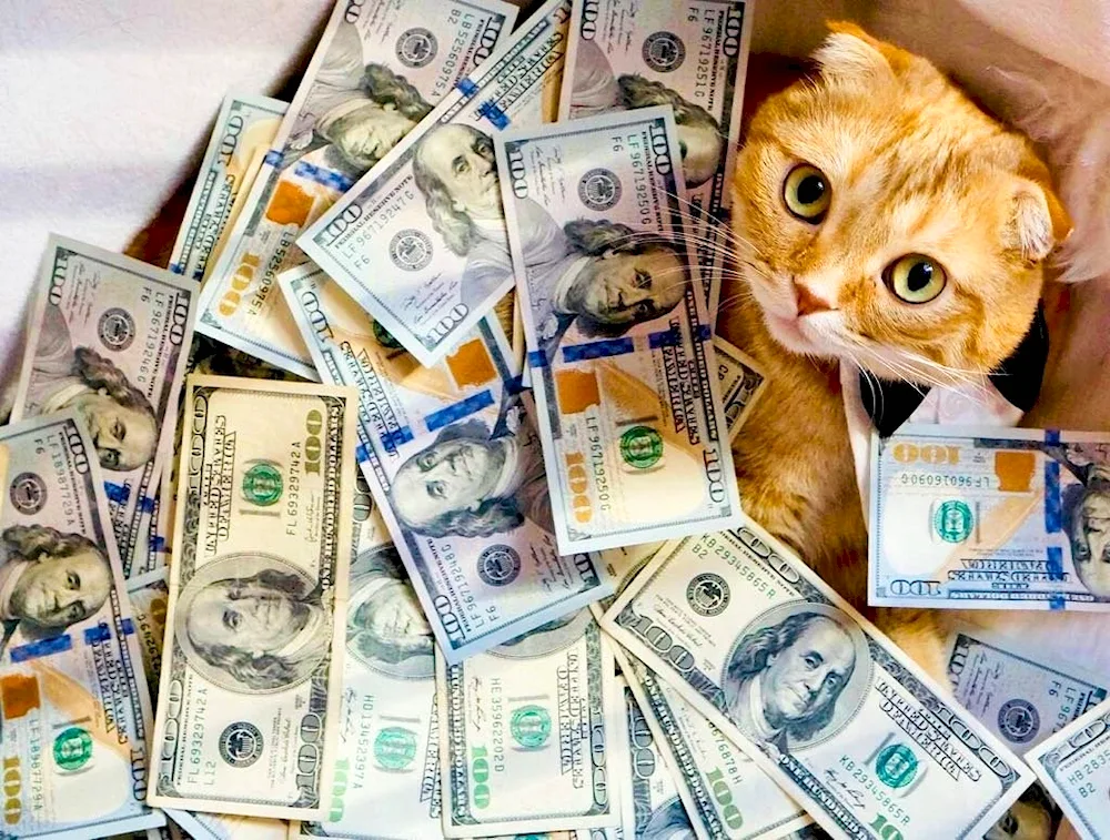 Money cat