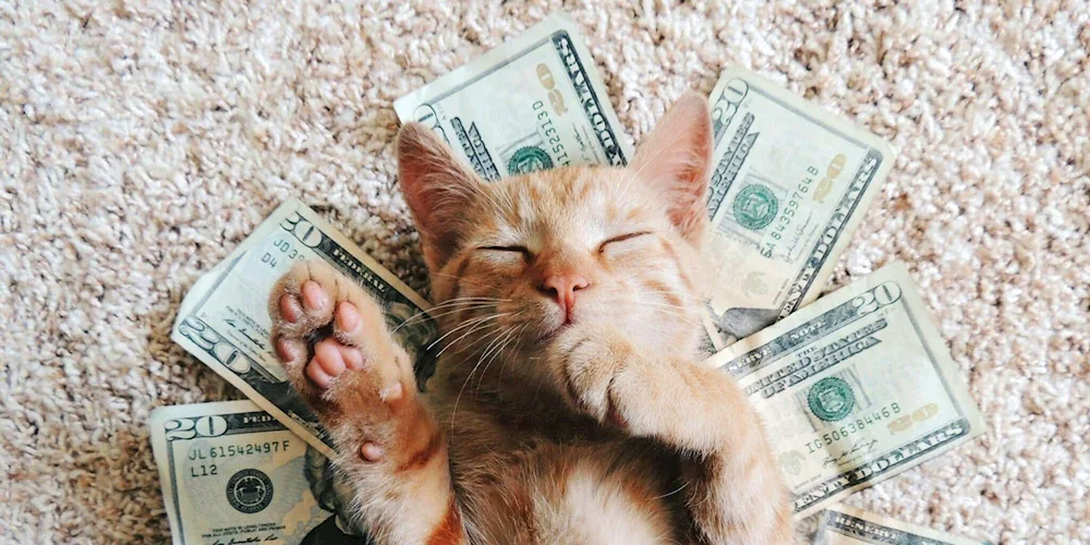 Money cat