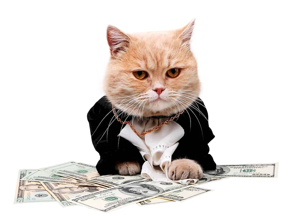 Rich cat