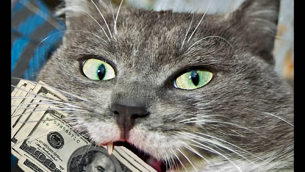 Money cat