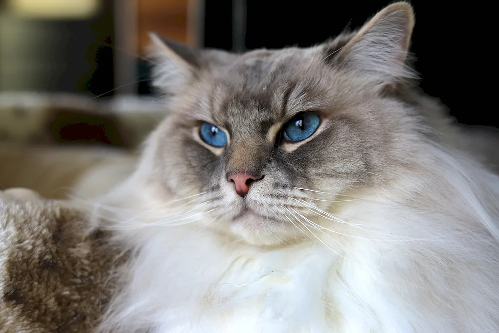 Blue-eyed cat