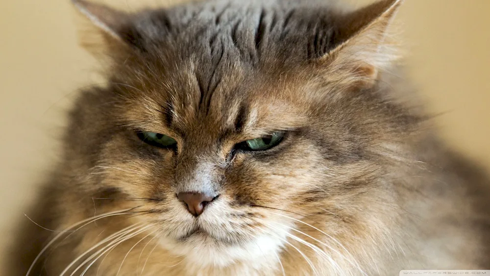 Evil cat with a disgruntled face