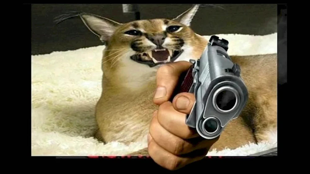 Cat with a gun