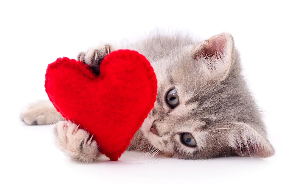 Cat with hearts