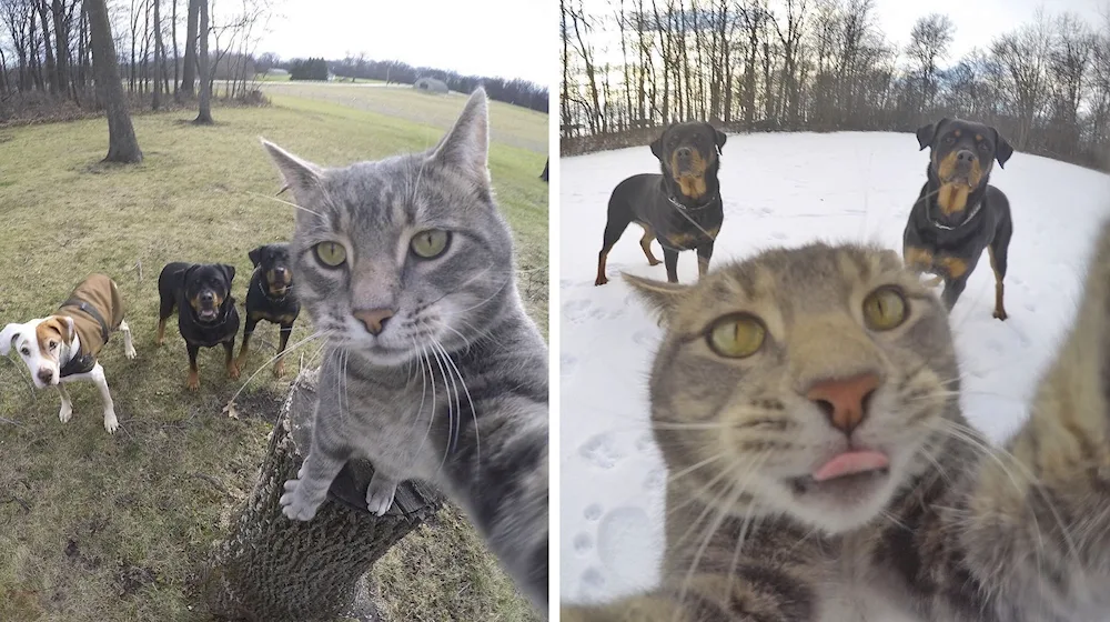 Manny's cat selfies Manny's cat selfies