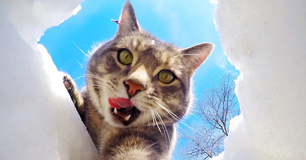 Manny's cat selfies