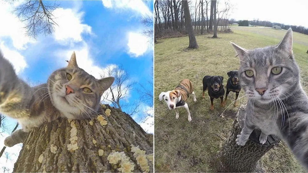 Manny's cat selfies