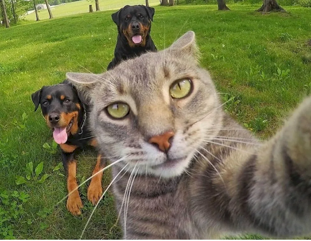 Manny's cat selfies