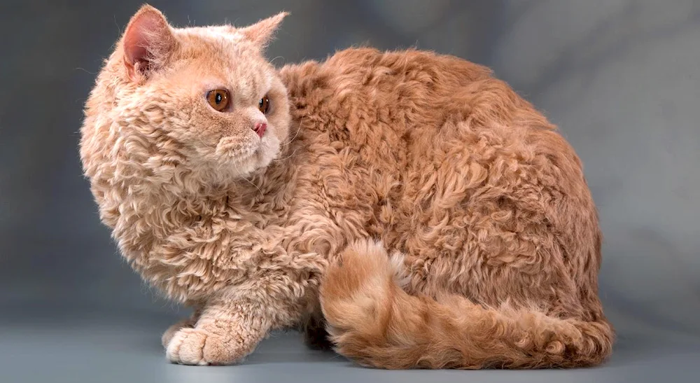 Selkirk rex cat