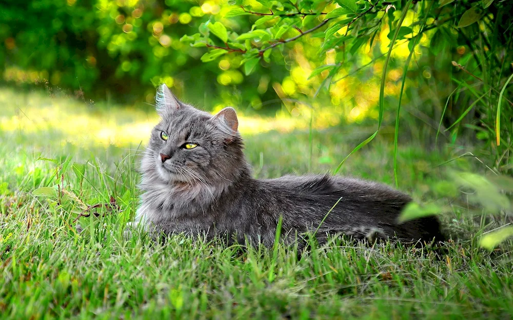 Maine Coon cat