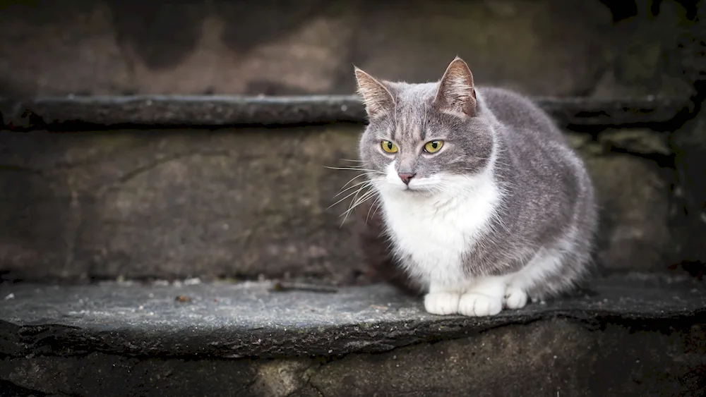 Silver white cat