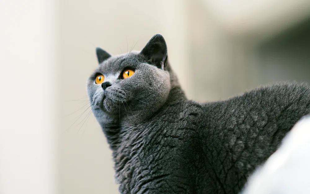 British shorthair cat