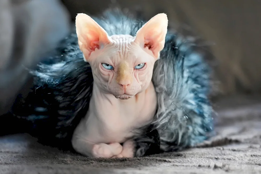 Cat Sphynx