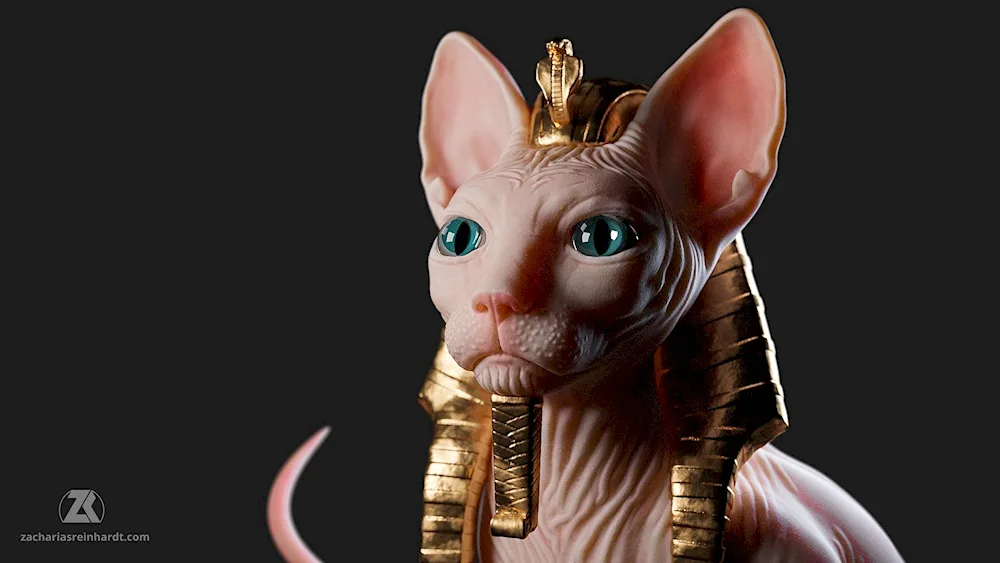 Sphynx cat breed.