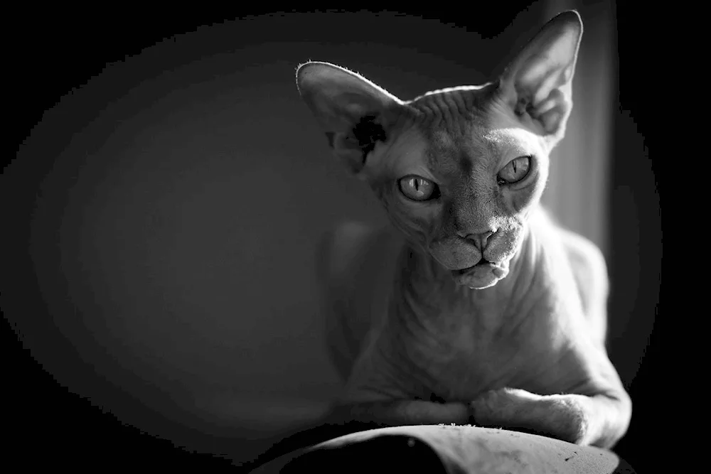 Canadian sphynx cat