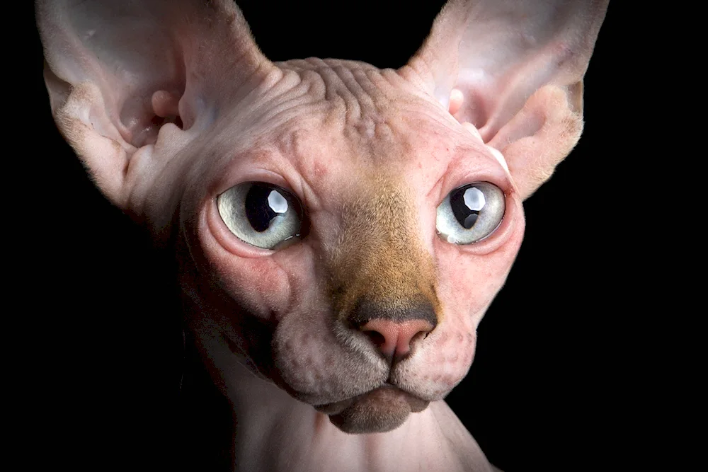 Sphynx cat