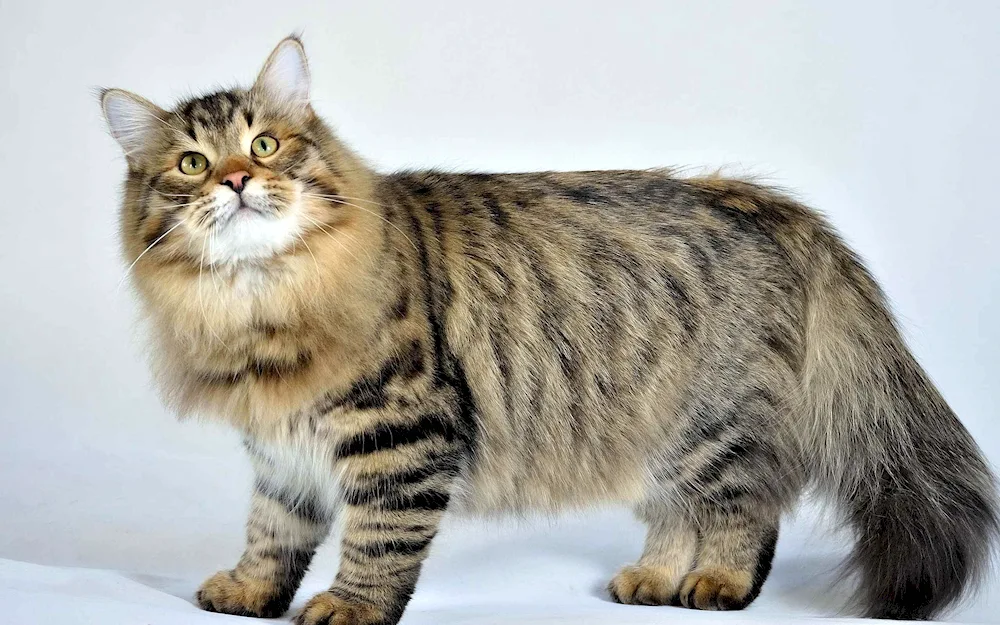 Siberian cat