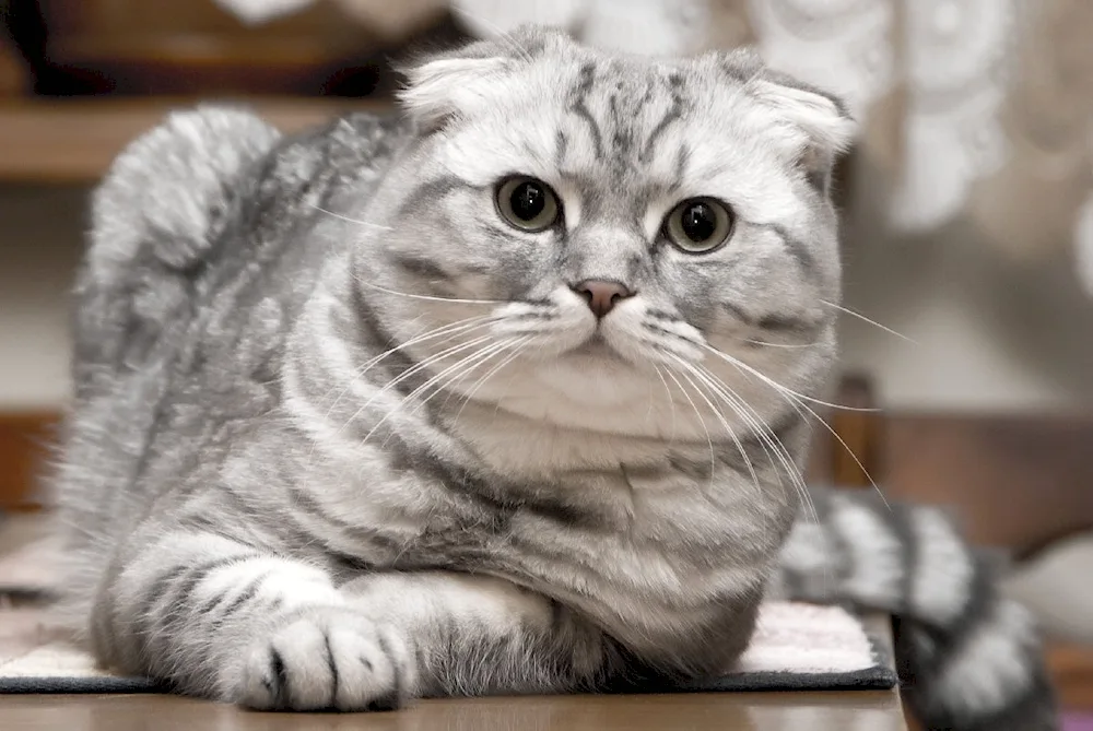 Scottish lop cat