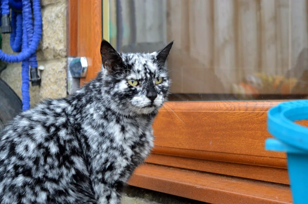 Scrappy marbled cat