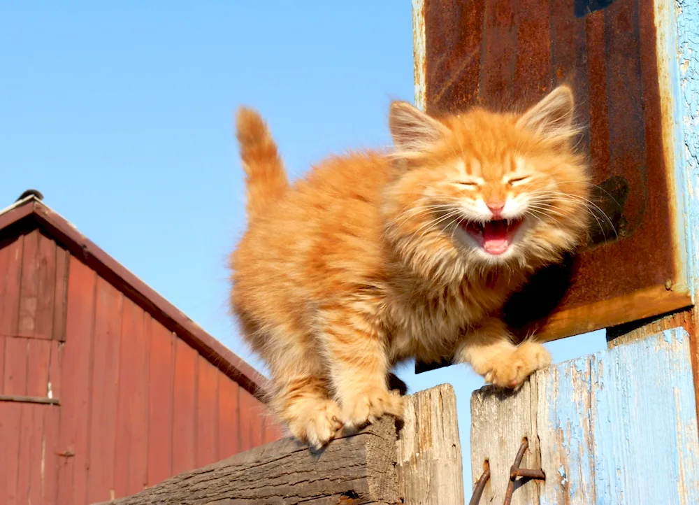 Small cats