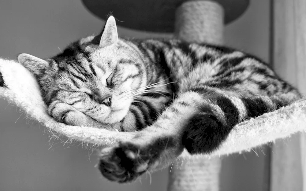 Sleeping cat