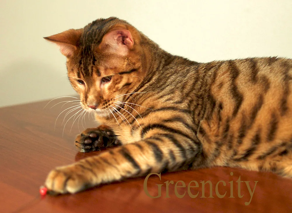 Toyger cat